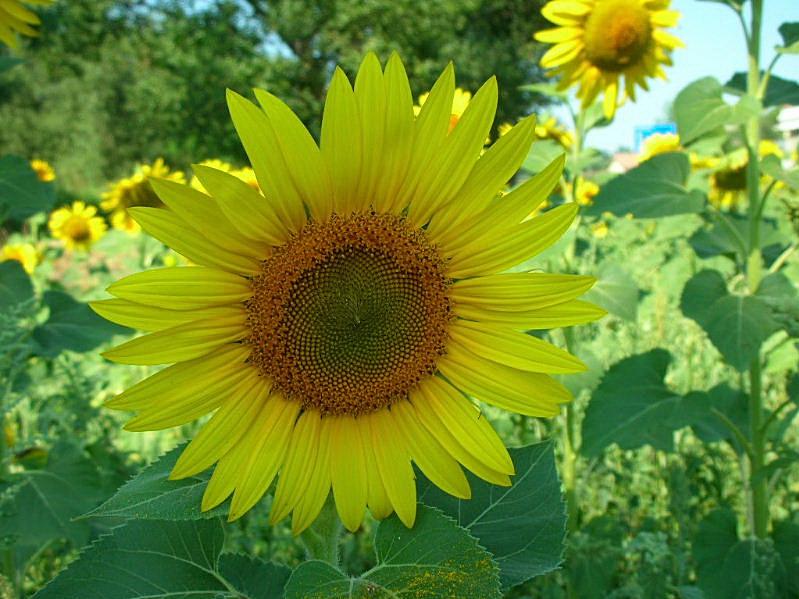 Helianthus annuus / Girasole comune